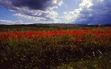 202-Melfi,15 maggio 1988